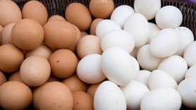 Ouă albe sau maro: care sunt mai bune şi care este diferenţa dintre ele?